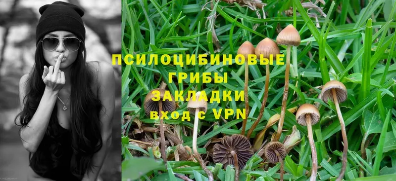 Псилоцибиновые грибы Psilocybe  магазин    Богучар 